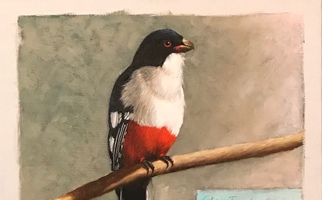 <strong>Cuban Trogon</strong> <span class="dims">14x14"</span>oil on linen